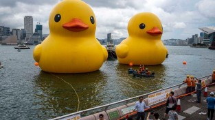 L-oeuvre-d-art-Double-Ducks.jpg