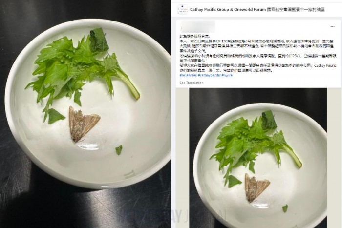 캐세이 나방.jpg