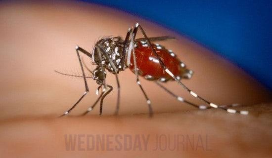 mosquito_chikun.jpg