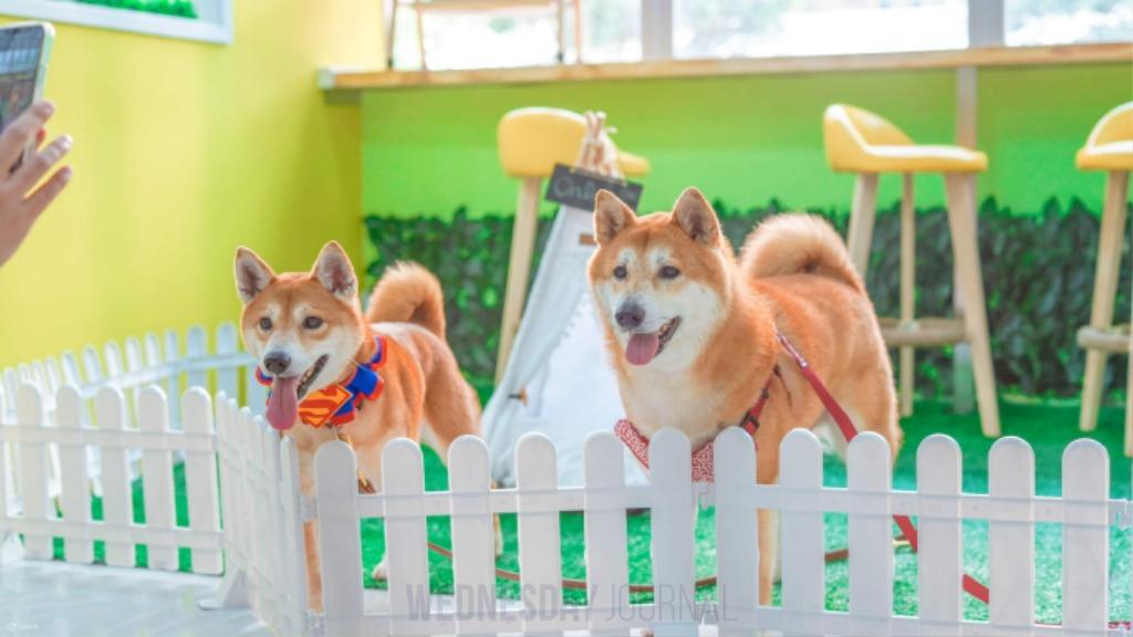 홍콩, 새로운 반려동물 친화적 식당 정책 발표.jpg