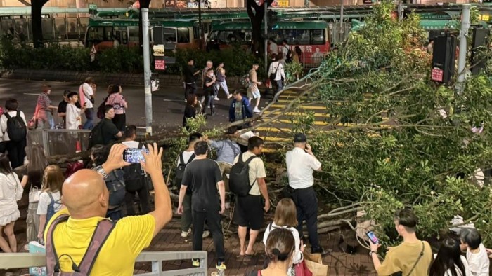 셩수이 나무 쓰러짐.jpg