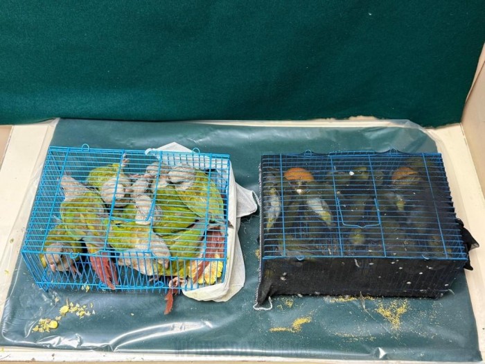 앵무새 밀수.jpg