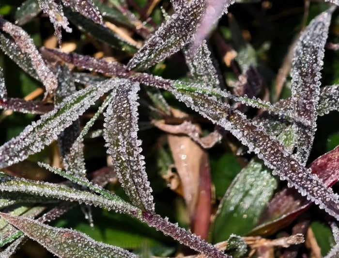 홍콩 신계 지역에 보기 드문 서리가 등장...천문국 서리 경보 발령.jpg