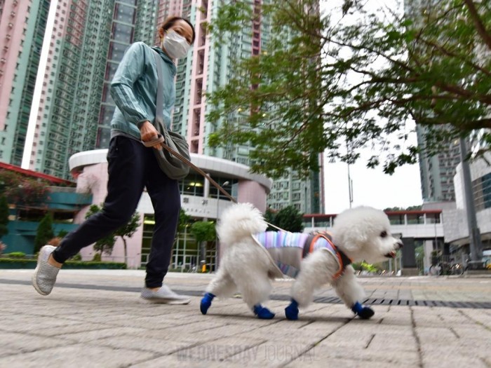 애완견 식당.jpg