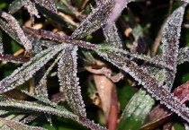 홍콩 신계 지역에 보기 드문 서리가 등장...천문국 서리 경보 발령