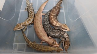 [홍콩뉴스] 선전만 세관, 하이힐 부츠 속 숨겨진 멸종위기종 도마뱀 5마리 압수