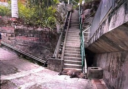 [홍콩뉴스] 쩡관오서 등산객 공격하던 멧돼지, 계단서 굴러 떨어져 추락사