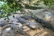 中법원, 살아있는 악어 100t 경매 화제…"직접 가져가야"