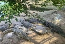 中법원, 살아있는 악어 100t 경매 화제…"직접 가져가야"