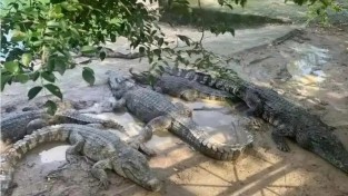 中법원, 살아있는 악어 100t 경매 화제…"직접 가져가야"