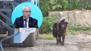 [홍콩뉴스] 반려견 참변에 분노 폭발... 홍콩 정부, 동물 유기·불법 먹이주기 처벌 대폭 강화