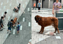 [홍콩사건]  ‘60kg 대형견’ 덮쳐 소형견 2마리 참사… 주인은 현장…