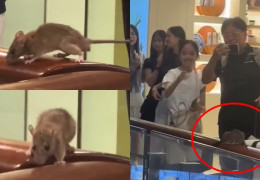 [홍콩뉴스] 몽콕 랑함플레이스 쇼핑몰, 쥐 출몰로 법적 통지서 받아… 8…