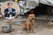 [홍콩뉴스] 살인 공격한 개가 잡종으로 분류됐지만 투견 가능성 높아