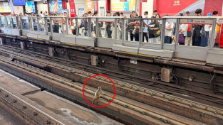 [홍콩뉴스] MTR 선로에 또 원숭이 난입…췬완선 운행 차질로 출근길 소동