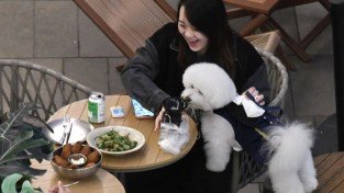 [홍콩뉴스] 7월부터 식당에 반려견 동반 가능해진다… 5월 18일부터 신청 접수