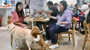 [홍콩뉴스] 홍콩, 7월부터 800여 개 식당 ‘반려견 동반’ 전면 허용