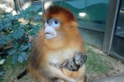 오션파크, 쓰촨 황금코원숭이 탄생 소식