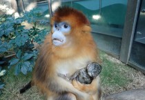 오션파크, 쓰촨 황금코원숭이 탄생 소식