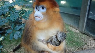 오션파크, 쓰촨 황금코원숭이 탄생 소식