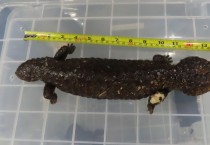 [홍콩뉴스] 공항서 과자 캔 속 살아있는 도마뱀과 뱀 32마리 적발