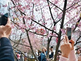 [홍콩뉴스] "홍콩판 '꽃놀이 경제' 뜬다!" 도심 속 꽃길, 새로운 관광 명소로 변신할까