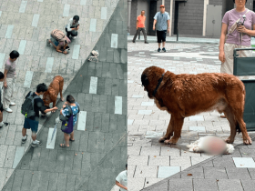 [홍콩사건]  ‘60kg 대형견’ 덮쳐 소형견 2마리 참사… 주인은 현장 버리고 도주
